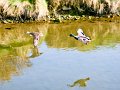 Coming in to land